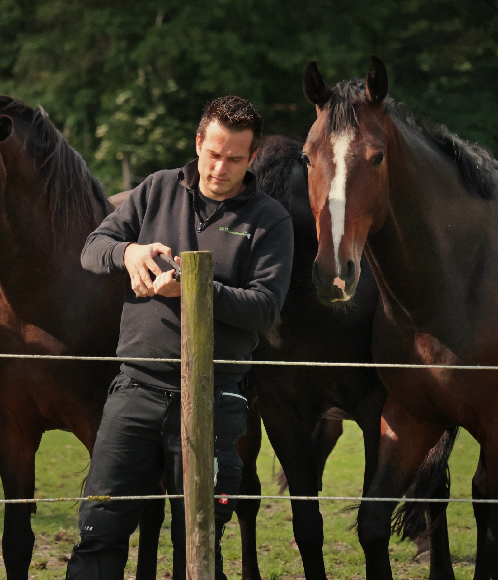 Herstel van geblesseerde paarden