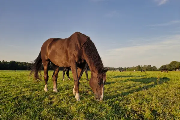 Een plek van rust en zorg voor uw paard